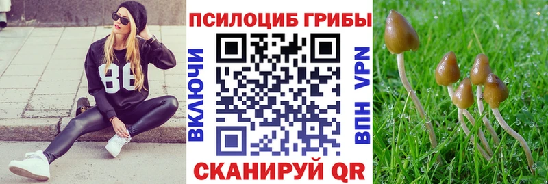 где купить   Вязьма  Галлюциногенные грибы Psilocybe 